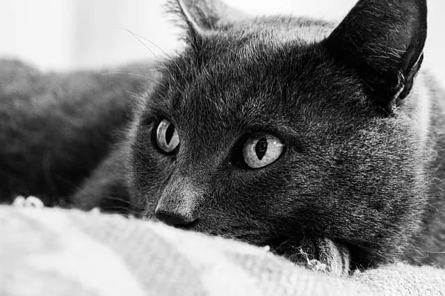 Meilleure caméra de surveillance : votre guide d'achat